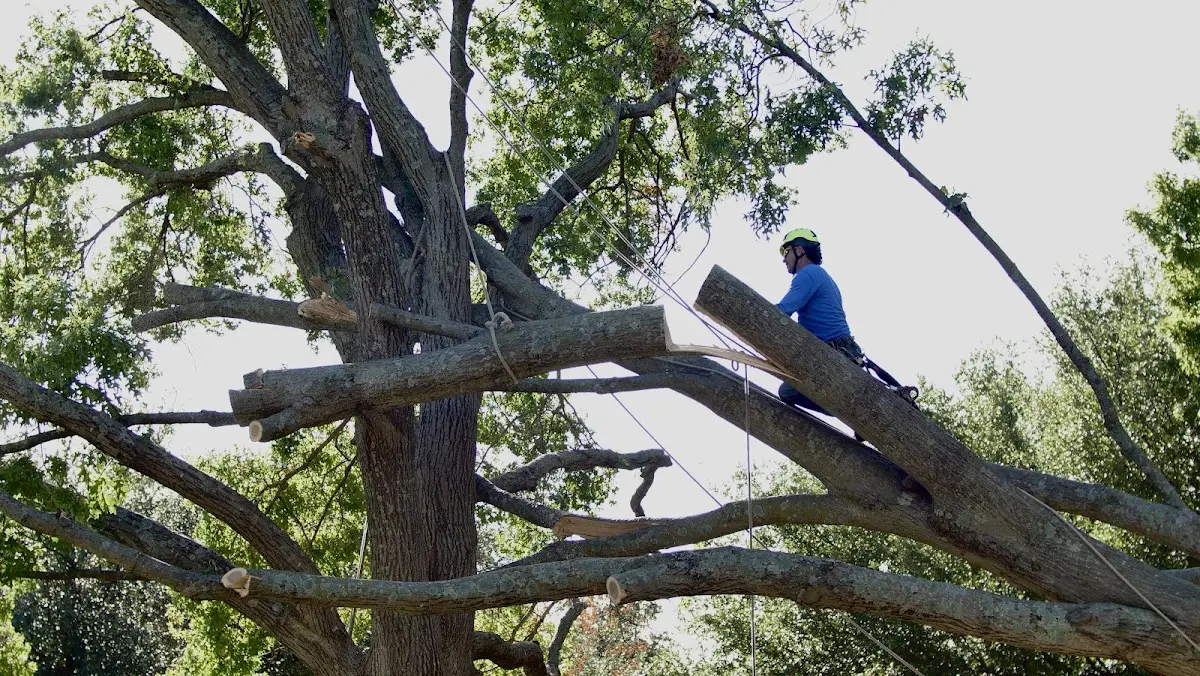 Professional Crown Thinning performed by certified arborists in Fulda